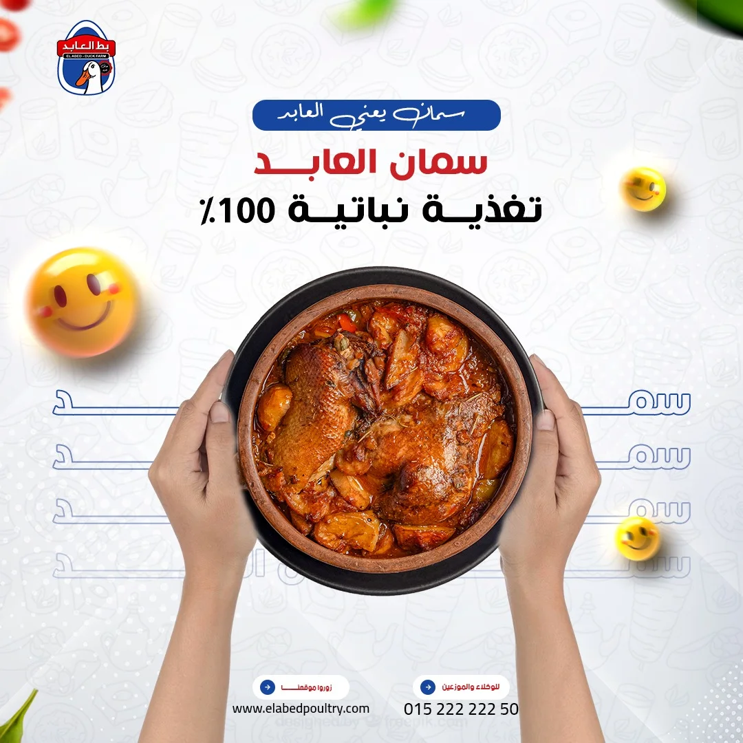 بط العابد - سمان العابد تغذية نباتية 100%